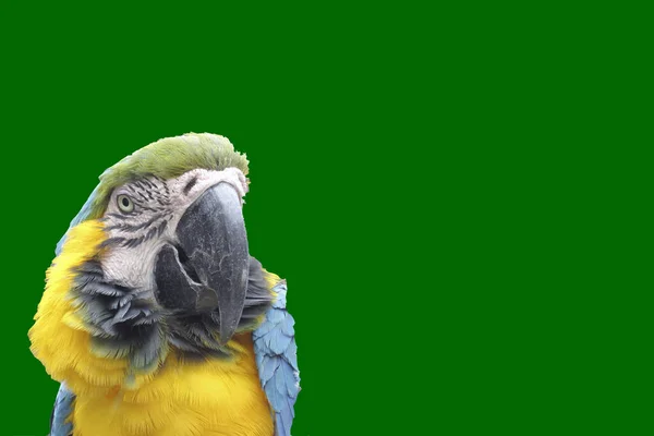 Papagal Macaw Frumos Fundaluri Diferite Culori Resurse Grafice Pentru Cărți — Fotografie, imagine de stoc