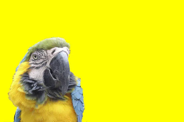 Красивый Попугай Ара Заднем Плане Разных Цветов Графический Ресурс Открыток — стоковое фото