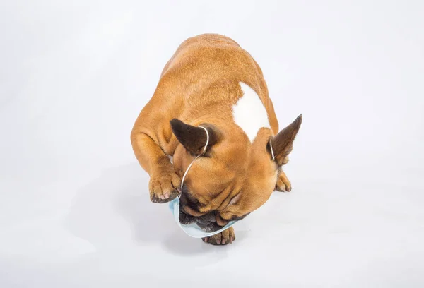 Quarantäne Alle Sind Leid Medizinische Masken Tragen Müssen Sogar Hunde — Stockfoto