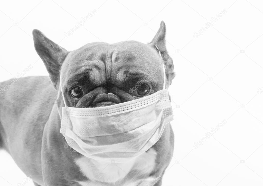 Quarantine. Everyone is tired of having to wear medical masks, even dogs.