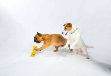 Şirin Fransız Bulldog ve Russell Terrier stüdyoda oynuyorlar. Beyaz bir arkaplanda izole edilmiş.