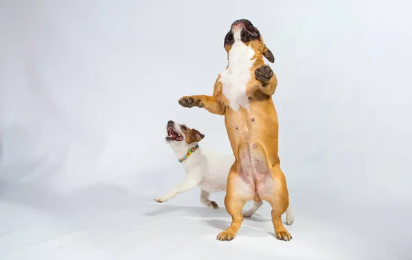 Niedliche Verspielte Französische Bulldogge Und Russell Terrier Spielen Studio Isoliert — Stockfoto