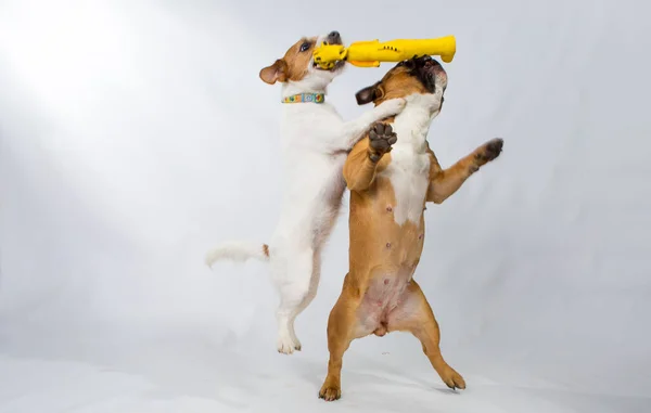 Niedliche Verspielte Französische Bulldogge Und Russell Terrier Spielen Studio Isoliert — Stockfoto