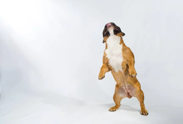 Leuke Speelse Franse Bulldog Spelen Studio Geïsoleerd Een Witte Achtergrond — Stockfoto