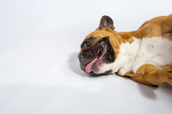 Söt Lekfull Fransk Bulldogg Spelar Studion Isolerad Vit Bakgrund — Stockfoto