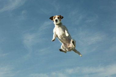 Arka planda gökyüzü olan bir köpek. Bir insanın oynarken attığı duygular..