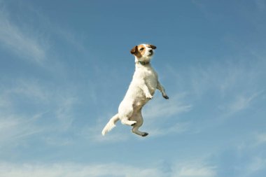 Arka planda gökyüzü olan bir köpek. Bir insanın oynarken attığı duygular..
