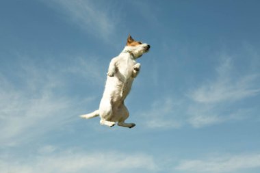 Arka planda gökyüzü olan bir köpek. Bir insanın oynarken attığı duygular..