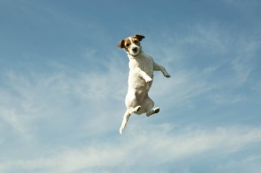 Arka planda gökyüzü olan bir köpek. Bir insanın oynarken attığı duygular..
