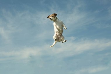 Arka planda gökyüzü olan bir köpek. Bir insanın oynarken attığı duygular..