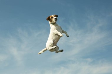 Arka planda gökyüzü olan bir köpek. Bir insanın oynarken attığı duygular..