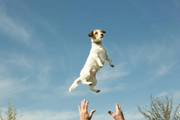 Hund Som Flyr Med Himmelen Bakgrunnen Følelsene Til Hund Som – stockfoto