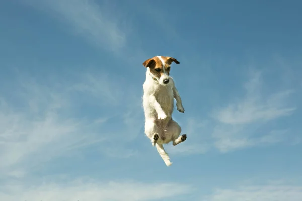 Dog flying with the sky in the background. The emotions of a dog that a person throws while playing.