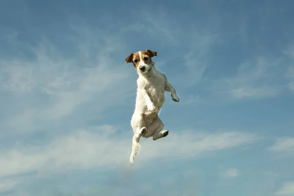 狗在天空的背景下飞翔 人在玩耍时抛掷的狗的情感 — 图库照片