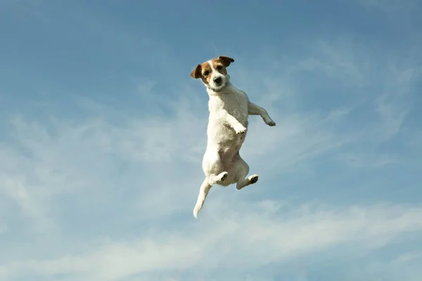 Perro Volando Con Cielo Fondo Las Emociones Perro Que Una —  Fotos de Stock