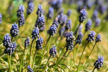 Üzüm sümbülleri. Nisan 'da çiçek açan sümbüller.