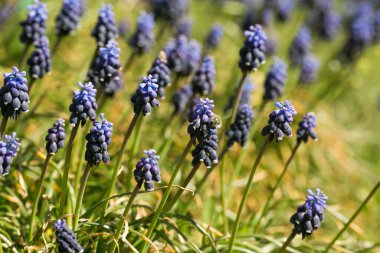 Üzüm sümbülleri. Nisan 'da çiçek açan sümbüller.