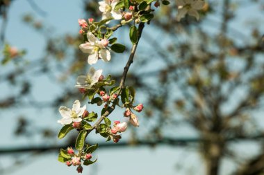 Elma ağacının çiçekleri. İlkbaharda, çiçek açan bir elma ağacının dalları olağandışı derecede güzeldir..