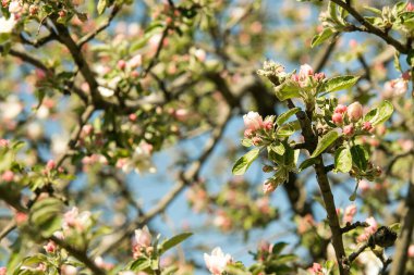 Elma ağacının çiçekleri. İlkbaharda, çiçek açan bir elma ağacının dalları olağandışı derecede güzeldir..