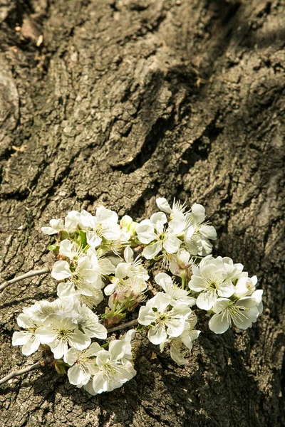 Весна Квітуча Вишнева Гілка Фоні Кори Дерева — стокове фото