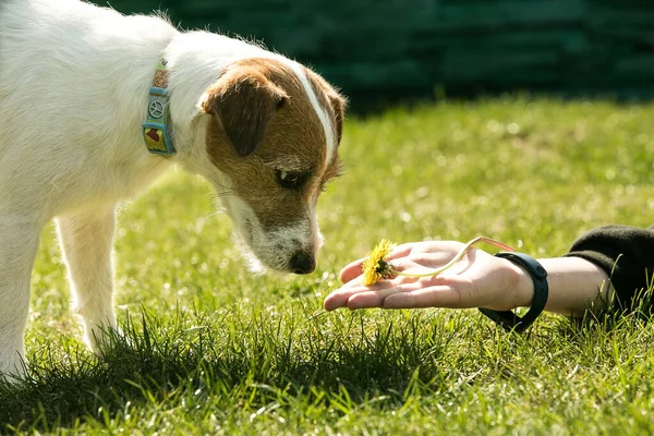 Russell Terrier. The dog sniffs a dandelion flower lying on the mans hand.