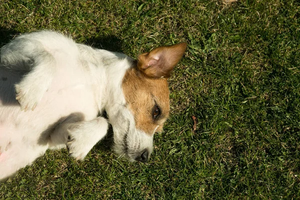 Σκύλος Αναπαύεται Στο Γρασίδι Jack Russell Terrier Μετά Από Ένα — Φωτογραφία Αρχείου