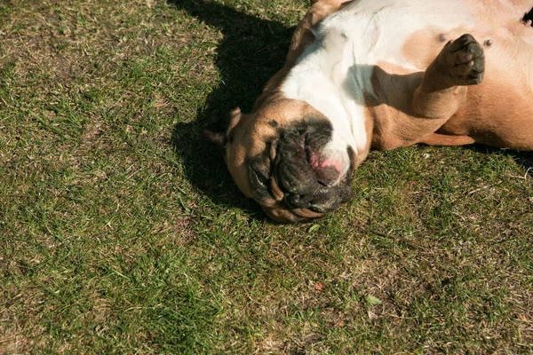 The dog is resting on the grass. French Bulldog resting on the lawn after an active game.