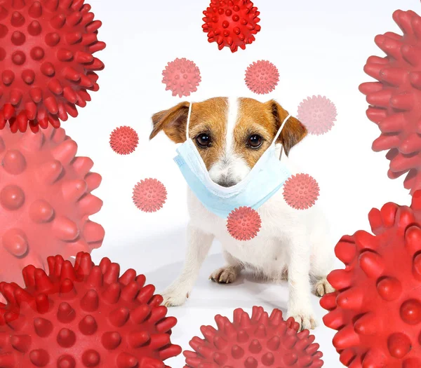 Jack Russell Terrier in a mask is not afraid of being infected with a coronovirus. The concept of coronovirus with humor.