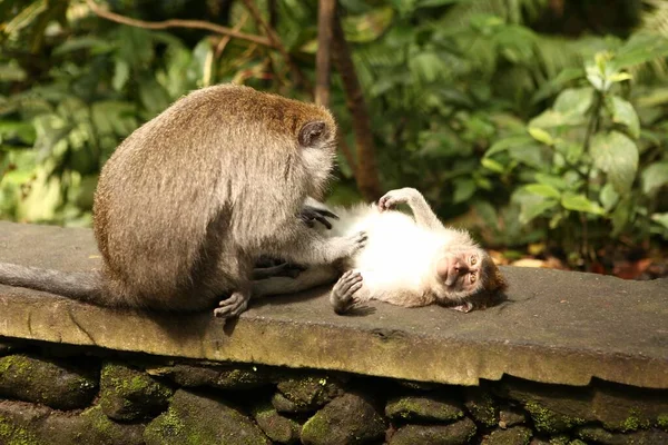 Monkeys Play Rainforest — Stock Photo, Image