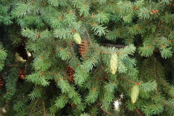 Argentinean Pine Trees Cones Spring — Stock Photo, Image