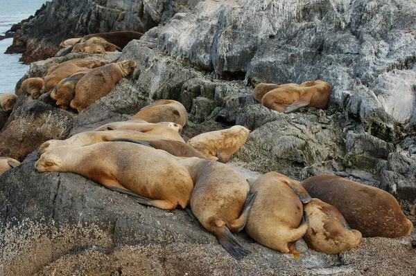 Las Focas Piel Juegan Agua — Foto de Stock