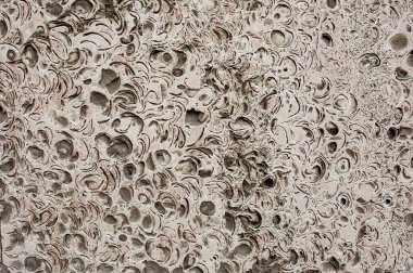 Nehir kabuklarıyla çimentodan yapılmış dekoratif taşa dayanan doku. Eski duvar kâğıdı.