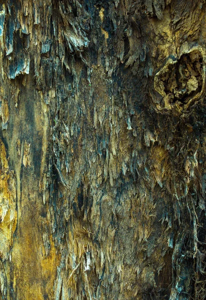 Trunks Textúra Háttér Öreg Fák Kéreg Nélkül Egy Gyönyörű Természetes — Stock Fotó