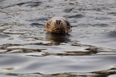 Arjantin. Kürk fokları dünyanın sınırında. Deniz kıyısındaki Kürk Fok Rookery