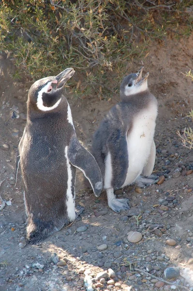 Argentinien Erstaunliche Tierwelt Ushuaa Pinguine Pinguine Spielen Rande Der Erde — Stockfoto