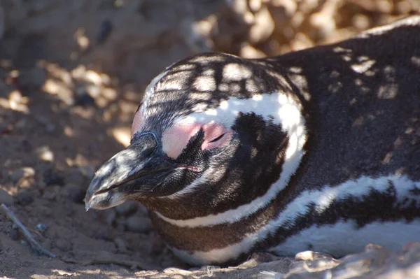 Αργεντινή Καταπληκτική Άγρια Ζωή Στην Ushuaa Penguins Πιγκουίνοι Παίζουν Στην — Φωτογραφία Αρχείου
