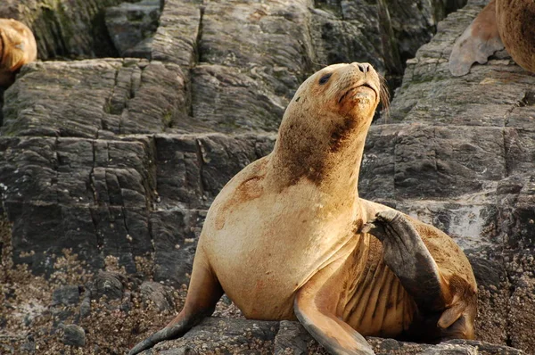 Argentina Pälssälar Jordens Rand Fur Seal Rookery Stranden — Stockfoto