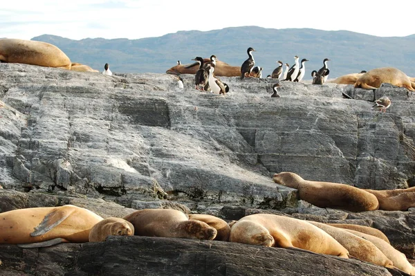 Argentina Pälssälar Jordens Rand Fur Seal Rookery Stranden — Stockfoto