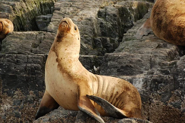 Argentina Sellos Piel Borde Tierra Fur Seal Rookery Orilla Del — Foto de Stock