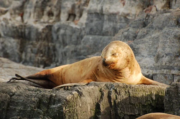 Argentina Sellos Piel Borde Tierra Fur Seal Rookery Orilla Del — Foto de Stock
