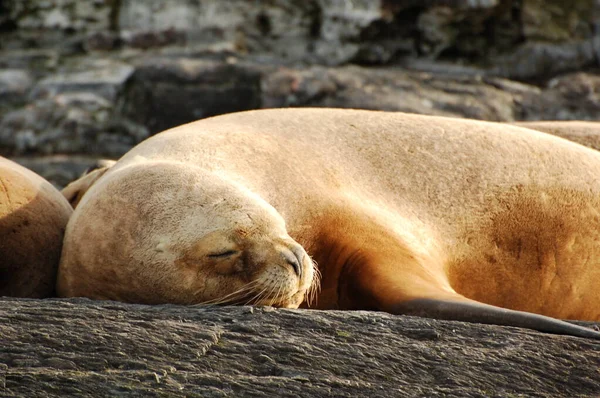 Argentina Pälssälar Jordens Rand Fur Seal Rookery Stranden — Stockfoto