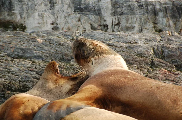 Argentina Pälssälar Jordens Rand Fur Seal Rookery Stranden — Stockfoto