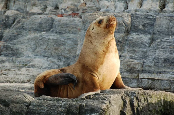 Argentina Pälssälar Jordens Rand Fur Seal Rookery Stranden — Stockfoto