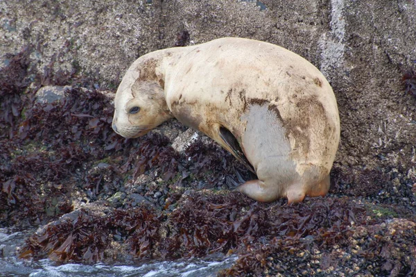 Argentina Sellos Piel Borde Tierra Fur Seal Rookery Orilla Del — Foto de Stock