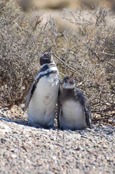 Αργεντινή Καταπληκτική Άγρια Ζωή Στην Ushuaa Penguins Πιγκουίνοι Παίζουν Στην — Φωτογραφία Αρχείου