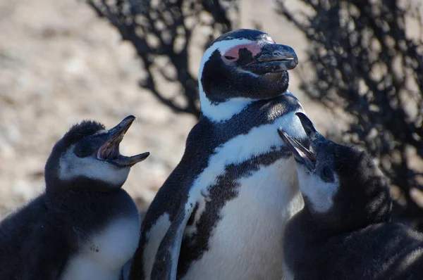 Αργεντινή Καταπληκτική Άγρια Ζωή Στην Ushuaa Penguins Πιγκουίνοι Παίζουν Στην — Φωτογραφία Αρχείου