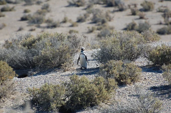 Argentina Increíble Vida Silvestre Ushuaa Pingüinos Los Pingüinos Juegan Borde — Foto de Stock