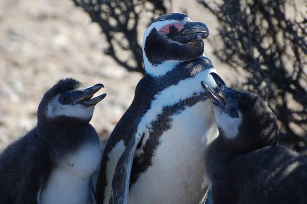 Αργεντινή Καταπληκτική Άγρια Ζωή Στην Ushuaa Penguins Πιγκουίνοι Παίζουν Στην — Φωτογραφία Αρχείου