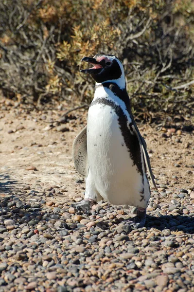 Αργεντινή Καταπληκτική Άγρια Ζωή Στην Ushuaa Penguins Πιγκουίνοι Παίζουν Στην — Φωτογραφία Αρχείου