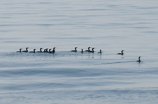 Rebanho de aves no mar — Fotografia de Stock